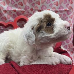 Poodle Puppies from Debi Griego