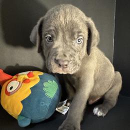Blue collar - Gray male Cane Corso puppy in Atlanta, Georgia from Brandy Horne