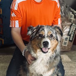 Australian Shepherd All Grown Up from Kade’s Stock Dogs