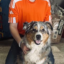 Australian Shepherd All Grown Up from Kade’s Stock Dogs