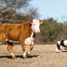 Border Collies and Doberman Pinschers from Premier Dobermans