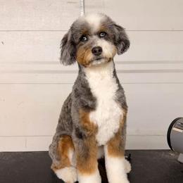 Phoebe - Aussiedoodle