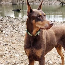 Doberman Pinschers from Bellisa Dobermans