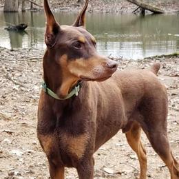 Doberman Pinschers from Bellisa Dobermans