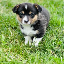 Lulu - Black and tan female Pembroke Welsh Corgi puppy in Aumsville, Oregon from West Coast Corgi