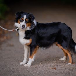 London - Miniature Australian Shepherd