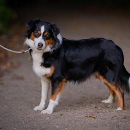London - Miniature Australian Shepherd