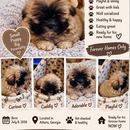 LV - Black and tan male Shih Tzu puppy in Athens, Georgia from Imperial Shih Tzu