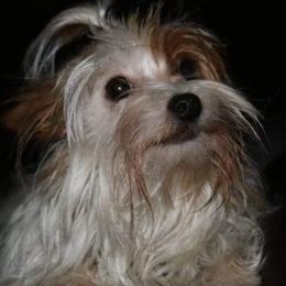 Yorkshire Terriers from Kountry Yorkies