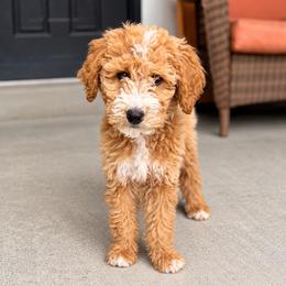 Jack - Red male Bernedoodle puppy in Springville, Utah from Oodles of Bernedoodles