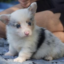 Superman - Blue merle and white male American Corgi puppy in Lithia, Florida from Diamondcrest Inc