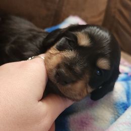 Luna - Black and cream Dachshund puppy in Cypress, Texas from Cypress Dachshunds