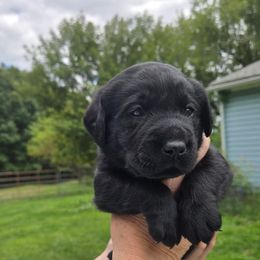 Boy 4 - male Labrador Retriever puppy in Waverly, New York from Windfall Labs