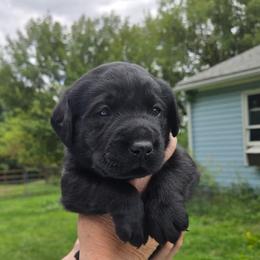 Boy 4 - male Labrador Retriever puppy in Waverly, New York from Windfall Labs