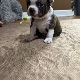 Freddy - Seal and white male Boston Terrier puppy in Wellington, Ohio from Twist of Faith Farms