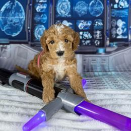 Princess Peach - Apricot female Goldendoodle puppy in Lake Panasoffkee, Florida from Donnas Deluxe Doodles LLC