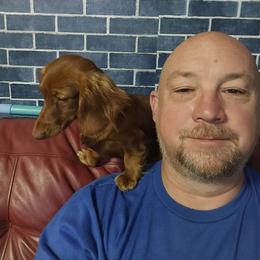 Dachshund All Grown Up from Walker Ranch Danes & Dachshunds