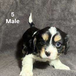 Cavalier King Charles Spaniel and Miniature Schnauzer Puppies from Lennox Thompson