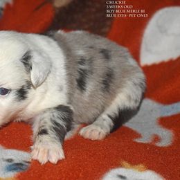Chuckie - Blue merle male Miniature Australian Shepherd puppy in Patterson, North Carolina from DreamLine Aussies