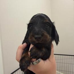 Russian-Italian lines male - Black and tan male Dachshund puppy in Bowling Green, Kentucky from Dachshunds of the Valley