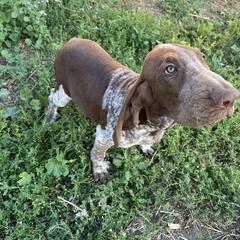 Bracco Italiano and Chihuahua Puppies from Snow Peak Kennel