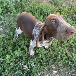 Bracco Italiano and Chihuahua Puppies from Snow Peak Kennel