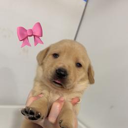 YELLOW FEMALE (grey) - Yellow female Labrador Retriever puppy in Summit, South Carolina from Southern Pine Labradors
