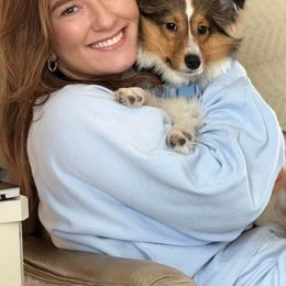 Shetland Sheepdog All Grown Up from Huckleberry Farms Shelties