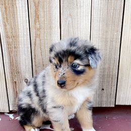 Girl 4 - Blue merle Australian Shepherd puppy in Chino, California from RanchLand Aussies HC