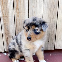 Girl 4 - Blue merle Australian Shepherd puppy in Chino, California from RanchLand Aussies HC