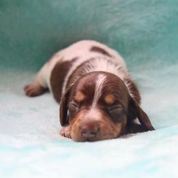 Charlie 2500 - Piebald male Dachshund puppy in Coldwater, Mississippi from Mississippi Shorties Miniature Dachshunds