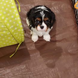 Cavalier King Charles Spaniel Puppies from Brookstone Farm