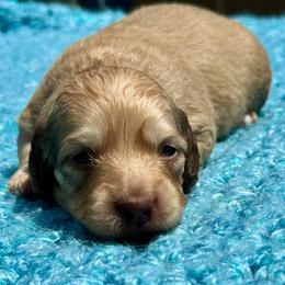 Rhett - 3000 - Chocolate based shaded cream - Cream male Dachshund puppy in Biloxi, Mississippi from Southern Doxies Ms