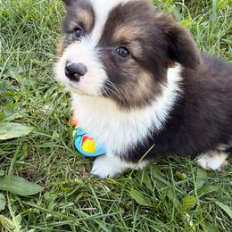Timber 4 Trunk - Black and white male American Corgi puppy in Heyworth, Illinois from Schumaker Corgis