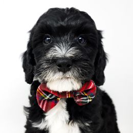 Bernedoodle, Double Doodle, and Goldendoodle Puppies from Winding Creek Ranch