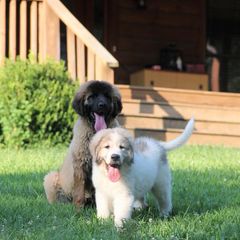 Great Pyrenees and Leonberger Puppies from Easter Acres