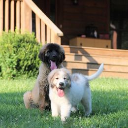 Great Pyrenees and Leonberger Puppies from Easter Acres