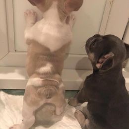 French Bulldog Puppies from Keisha Freeman
