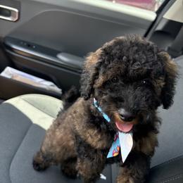 Beast - Sable male Poodle puppy in Deltona, Florida from Poodles by CNC