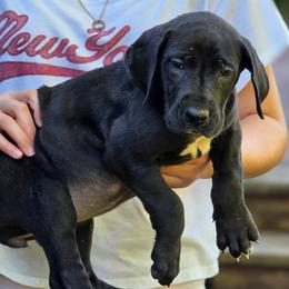 Tanna - Black female Great Dane puppy in Cottage Grove, Oregon from Divine Rottweilers
