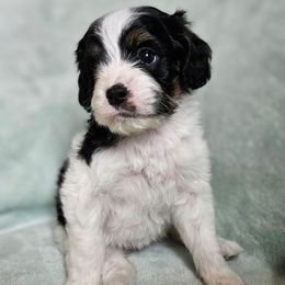 Tess - Black and tan female Cavapoo puppy in Underwood, Minnesota from Tru Cuddle Pups