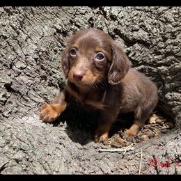 Dachshund and Pug Puppies from Wiggle'n V Ranch