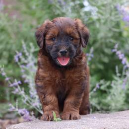 Patrick - Red male Whoodle puppy in West Bend, Iowa from Blue Skies Terriers
