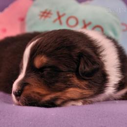Australian Shepherd Puppies from Dovehawk Australian Shepherds