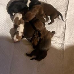 3 - Red male Dachshund puppy in East Dover, Vermont from Audet’s Mini Dachshunds