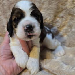 Corporal - Sable and white male Cocker Spaniel puppy in Florence, South Carolina from Reddick's American Cocker Spaniels
