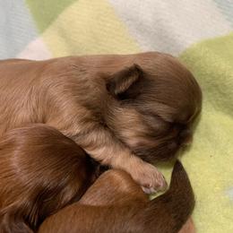 Girl 2 - Red female Shih Tzu puppy in Springfield, Missouri from Lopez Family Tails