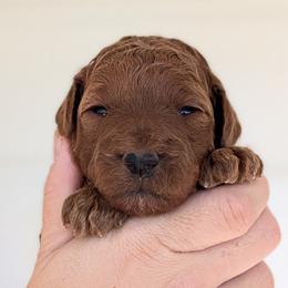 Clove - Red  male Poodle puppy in Midland, North Carolina from Alger Farm, LLC