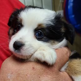 Miniature Australian Shepherd and Toy Australian Shepherd Puppies from Beasley Acres Aussies