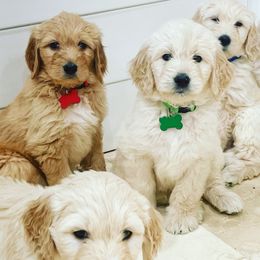 Goldendoodles from Dana Point Golden Doodles